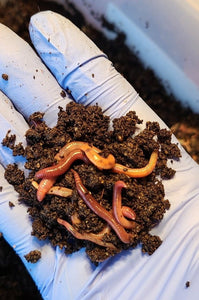 Werking Worms- Red wiggler composting worms