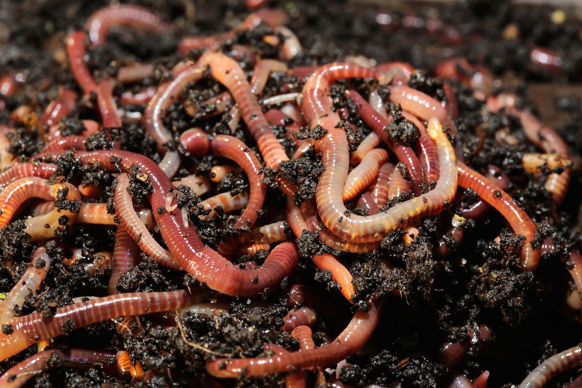 . Modtagelig for Kyst Red Wiggler Composting Worms – Werking Worms